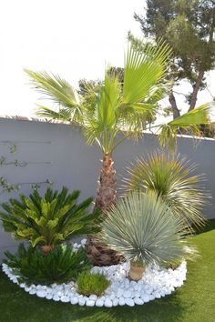 a small garden with rocks and palm trees