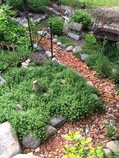 a garden with rocks and plants in it