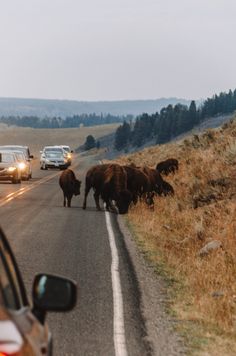 three bison crossing the road in front of cars on a highway with trees and grass