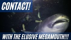 a man standing next to a shark in the ocean with caption that reads contact with the elusive megamoothh