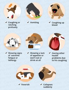 the different types of dogs that are in their house and how they use them to treat