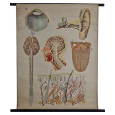 an old medical chart shows the different parts of human brain and nervous systems, as well as their functions