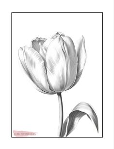 a black and white drawing of a tulip