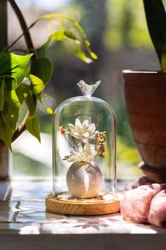 a glass clochet with white flowers in it sitting on a table next to potted plants