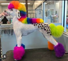 a white poodle with multicolored hair standing on top of a counter