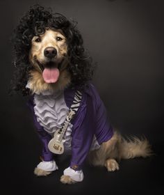 a dog dressed up in a purple outfit with an electric guitar on it's chest