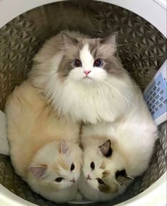 three kittens in a washing machine with one laying on the other's back