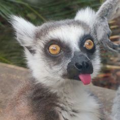 a close up of a lemura with its tongue out and eyes wide open