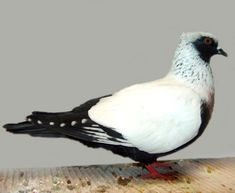 a white and black bird sitting on top of a wooden table