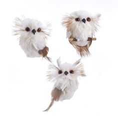 three small white birds with brown eyes and long, feathery feathers on their backs