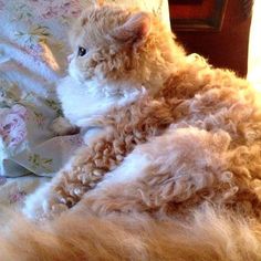 a fluffy cat laying on top of a bed next to a pillow and blanket with flowers