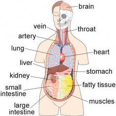 diagram of the human body organs and their major structures labeled in this image, you can see