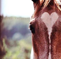 a brown horse with a white heart painted on it's back end and neck