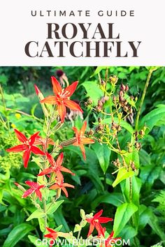 the ultimate guide to royal catchfly on growing wildflowers and other plants in your garden