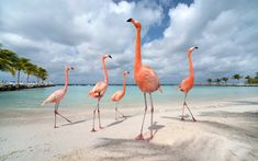 four flamingos are standing in the sand near the water