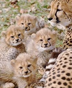 a group of cheetah cubs laying on the ground