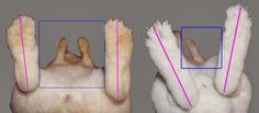 an image of the back and side of a dog's head with different angles