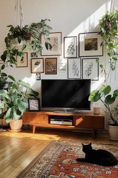 a black cat laying on the floor in front of a tv with lots of plants