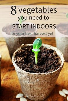 small potted plants with the title 8 vegetables you need to start indoors for your best harvest yet