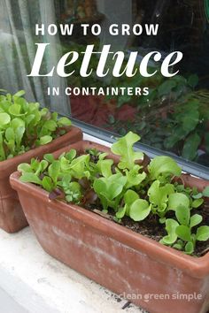 lettuce growing in containers on a window ledge Growing Lettuce In Containers, Lettuce In Containers, Growing Lettuce Indoors, How To Grow Lettuce, Planting Lettuce, Grow Lettuce, Growing Vegetables Indoors, Growing Vegetables In Pots, Growing Lettuce