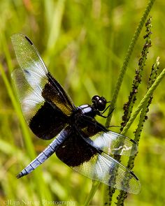 a black and white dragonfly sitting on top of a green plant in the grass