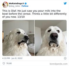 a white dog is looking at the camera and then has to take a selfie