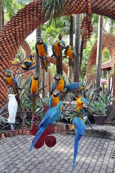 a group of colorful parrots perched on top of each other near some palm trees