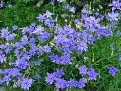 some blue flowers are growing in the grass