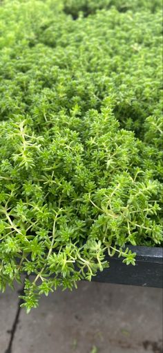 a close up of a plant with green leaves