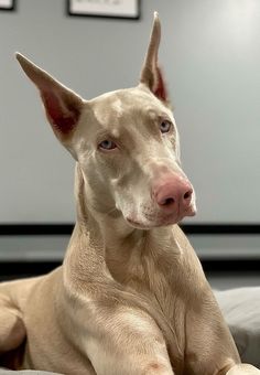 a tan dog laying on top of a bed next to a white wall with pictures on it