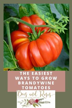 tomatoes growing on the vine with text overlay that reads, the fastest ways to grow brandyvine tomatoes