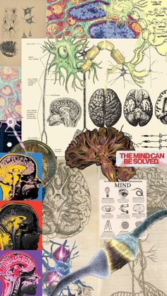 a collage of different types of brain images and information about the human nervous system