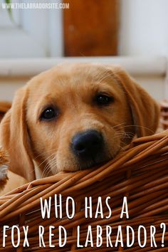 a dog laying in a basket with the words who has a fox red labrador?