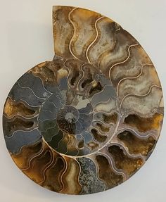 a piece of art that looks like a shell