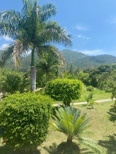 a palm tree in the middle of a lush green field