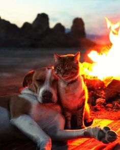 a dog and cat sitting next to a fire