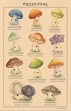 a poster with different types of mushrooms on it's back side, including the names and