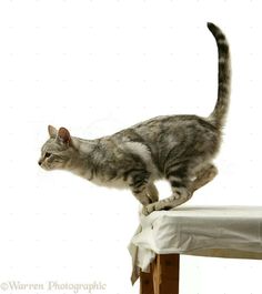 a cat standing on top of a wooden table next to a white sheet covered chair