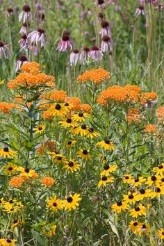 a field full of yellow and purple flowers next to tall green grass covered in wildflowers