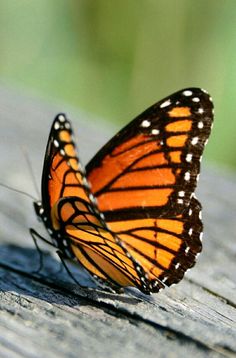 a close up of a butterfly on a wooden surface