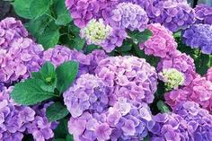 many purple and white flowers with green leaves