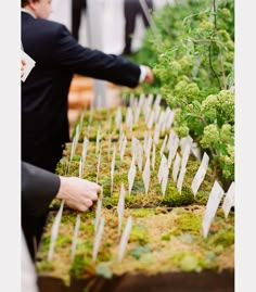 two people are picking broccoli out of the ground at an outdoor garden show