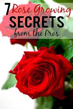 a red rose with the words 7 rose growing secrets from the pros on it