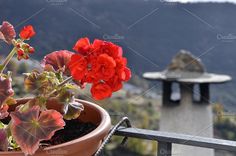 a potted plant with red flowers in front of a cemetery on a hill side