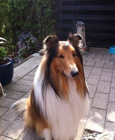 a brown and white dog sitting on top of a brick walkway next to a garden