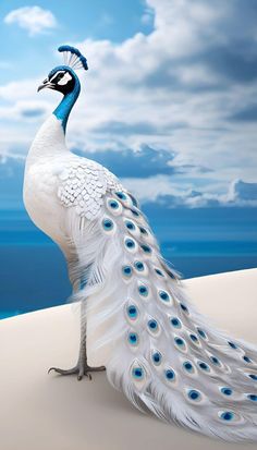 a white peacock standing on top of a sandy beach next to the ocean and blue sky