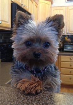 a small dog sitting on top of a counter