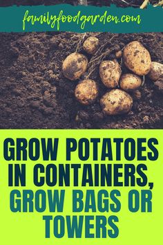 potatoes growing in the ground with text overlay that reads grow potatoes in containers, grow bags or towers