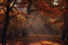 the sun shines through the trees and leaves in an autumn forest with fallen leaves on the ground