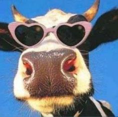 a cow with heart shaped sunglasses on it's face